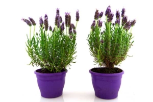 Como Plantar Lavanda Em Vaso Pequeno Dicas De Como Fazer