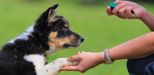 App Adestramento de Cachorro