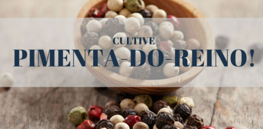 Saiba Como Cultivar Pimenta do Reino