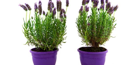 Aprenda Plantar Lavanda em Vaso Pequeno