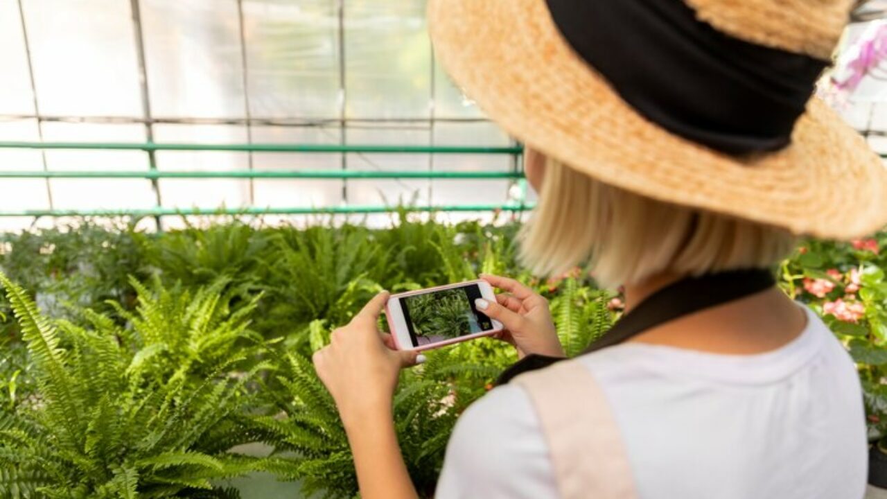 PLANTAS